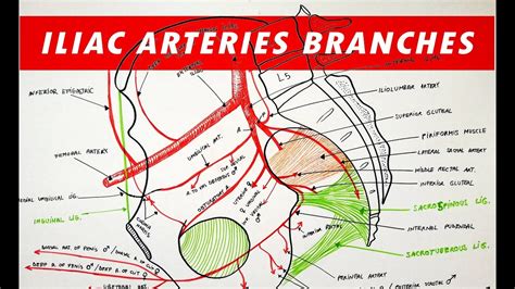 Short video clip on internal iliac artery and its branches. Pelvic Arterial Anatomy - Anatomy Source Diagram