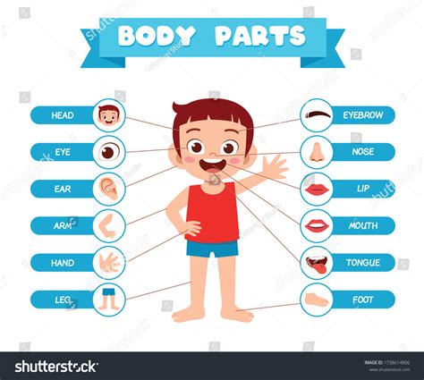 Boy Body Parts Over 5376 Royalty Free Licensable Stock Vectors