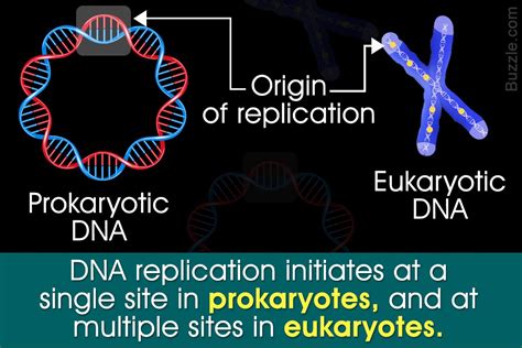 Dna Replication Is A Complex Process Comprising Several Co Ordinated