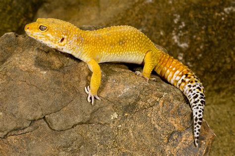 Common Leopard Gecko Facts Habitat Diet Lifespan Pictures