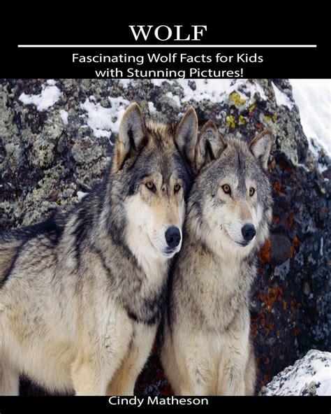 Wolf Fascinating Wolf Facts For Kids With Stunning Pictures