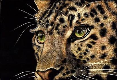 Leopard Eyes Animal Background Face Animals Cheetah