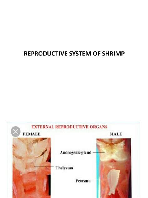 Shrimp Reproductive System Pdf