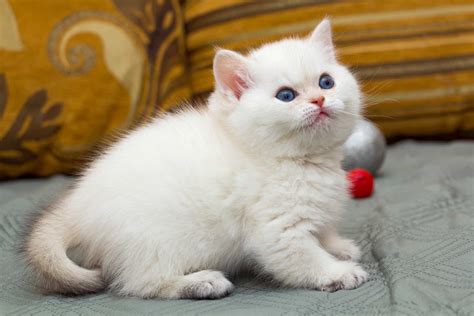 White British Shorthair Facts Genetics And Health With Pictures