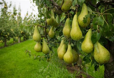 Pear Harvest Stock Image Image Of Grower Gelderland 59617899