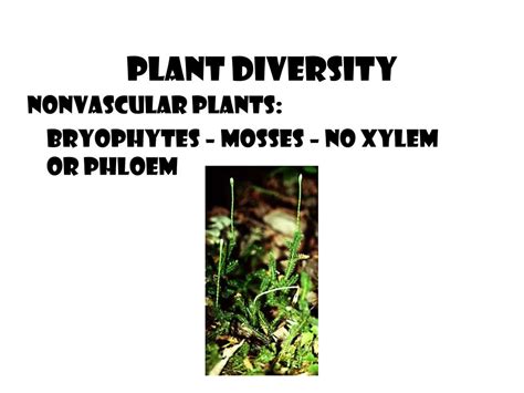 Ppt The Plant Kingdom Powerpoint Presentation Free Download Id3001554