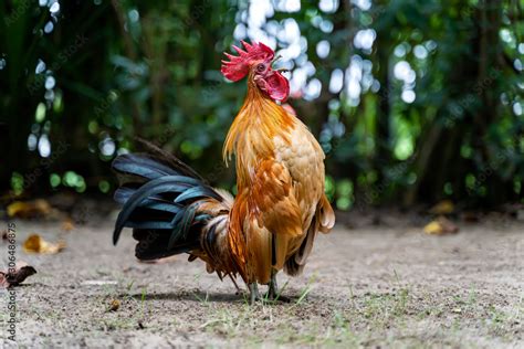 Rooster Crows Big Rooster Crowing On The Ground Of Farm Horizontal Photo Of A Male Colorful