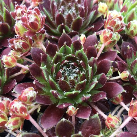 Sempervivum Chick Charms Cinnamon Starburst Buy Hen And Chicks