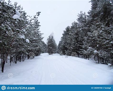 Road In Winter Forest Christmas Trees And Pines Covered With Snow