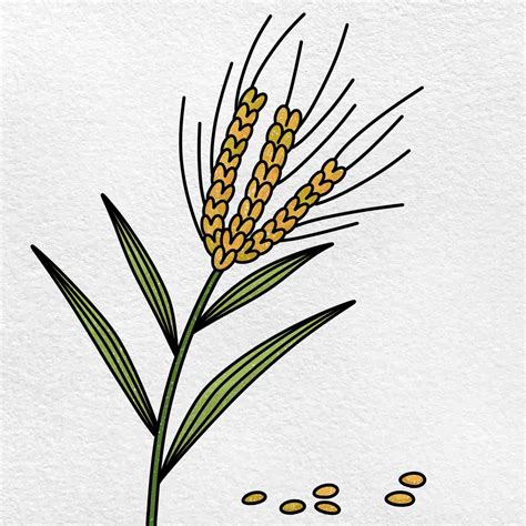 How To Draw Grains Helloartsy