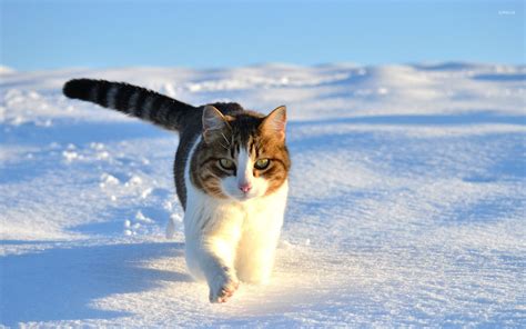 Cat Walking In The Snow Wallpaper Animal Wallpapers 27168