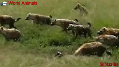 Craziest Animal Attacks Most Amazing Wild Animal Fights In India 20