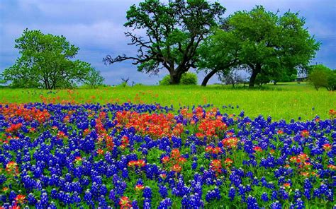 58 Free Bluebonnet Wallpaper On Wallpapersafari