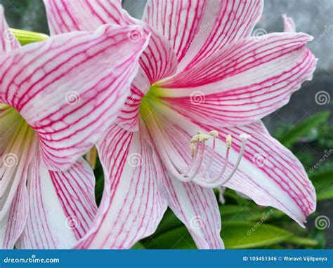 Star Lily Flower Stock Photo Image Of Life Delicate 105451346