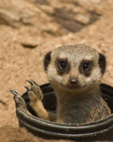 Meerkat Cute Meerkats Latest Photos Images With Images