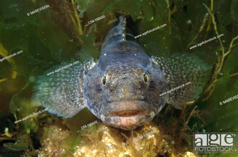 Rock Goby Gobius Paganellus Galicia Spain Stock Photo Picture And
