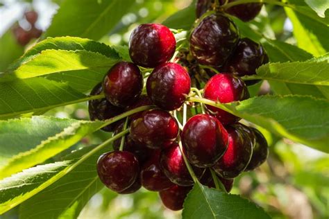 Exactly How To Grow Cristalina Cherry Trees