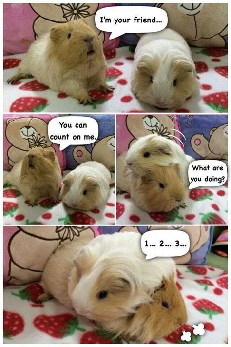 Never try to teach a pig … Pin on cute guinea pig things