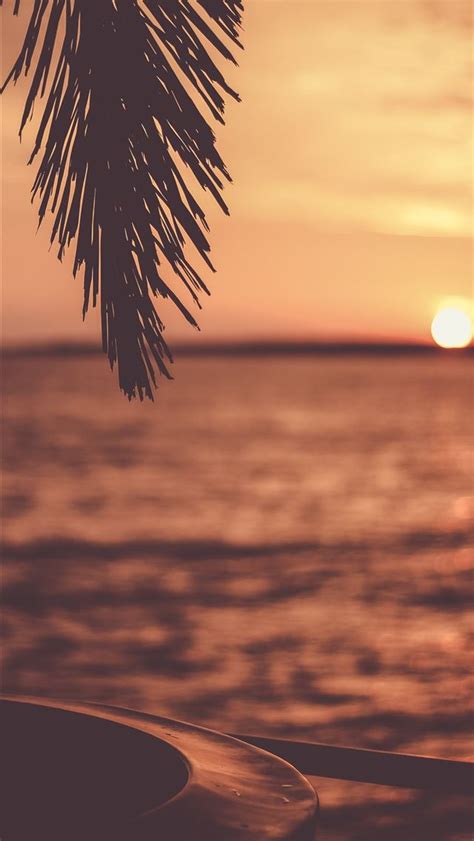 Silhouette Of Tree With Body Of Water Background Iphone Wallpapers Free