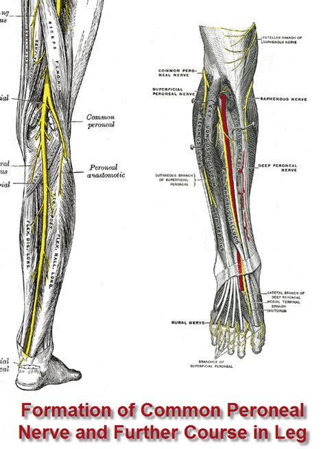 Peroneal Nerve Entrapment Bone And Spine