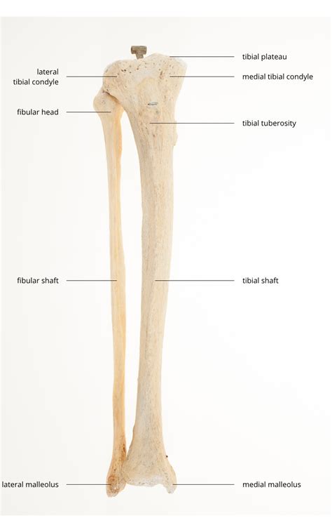 Left Leg Bone Anatomy