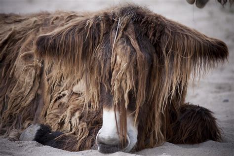 Tall Poitou Donkey | Poitou Donkey An old endangered donkey … | Flickr