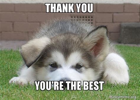 We say thank you to someone when he or she favors us or we owe them for something. Thank You You're The Best - puppy thanks | Make a Meme