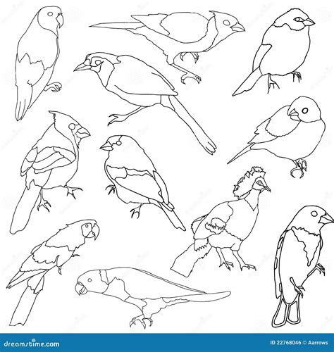 Vector Set Of Different Species Of Birds Stock Vector Illustration