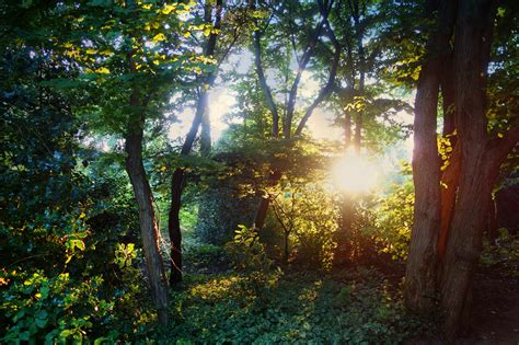 Free Images Tree Nature Wilderness Branch Sunlight Morning Leaf