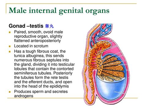 Male internal organs visual educational material for school, college, university, and hospital internship education.male internal organs with heart, liver, spleen, small intestine, large intestine, male urethra. PPT - The Reproductive System PowerPoint Presentation, free download - ID:925084