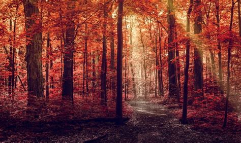 740051 Forests Autumn Trees Trail Rare Gallery Hd Wallpapers