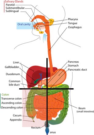 Inside your gall bladder is bile, a. Abdomen (Belly) Location, Organs and Bloated Tummy Causes ...