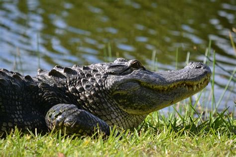 Lake Okeechobee Alligators Adventure History And Safety