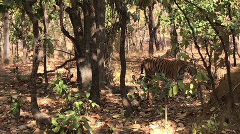 Bandhavgarh National Park Encounter With A Tiger Youtube