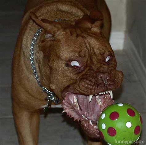 Funny Dog Face Pictures Funny Pics Box