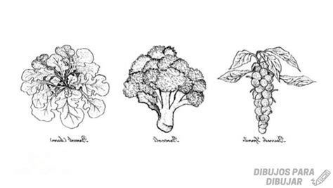 ᐈ Dibujos De Verduras【click】delicioso Dibujo