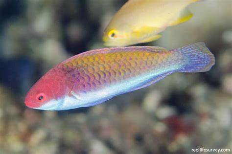 Cirrhilabrus Solorensis Red Eye Wrasse Reef Life Survey