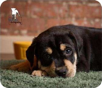 We did not find results for: Rochester, NY - Rottweiler. Meet Kolin a Pet for Adoption.