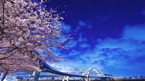 Wallpaper Jepang Hokkaido Jembatan Sakura 1920x1080 Goodfon