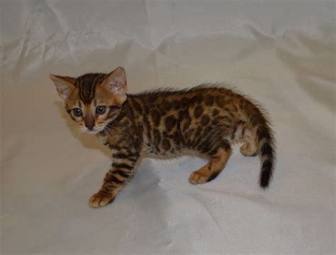 Bengal Bengal Kittens For Sale Cats For Sale Price