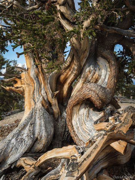 Pin By Michelle Hamill On Trees Bristlecone Pine Weird Trees Old Trees