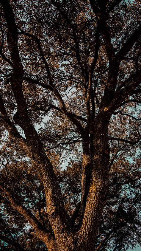 Tree Branches Bark Leaves Hd Phone Wallpaper Peakpx