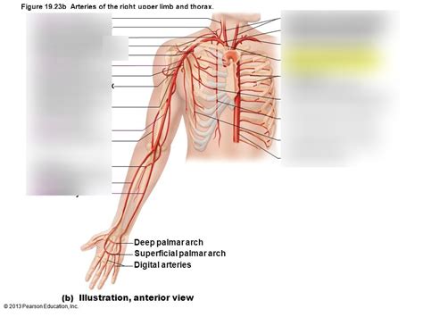 Right Arm Anatomy