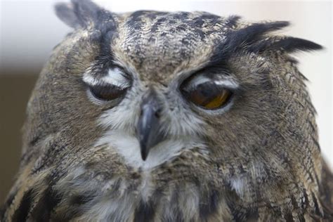 Sleepy Owl Via Flickr King Richard Bird Owls Flickr Animals Eye