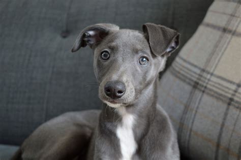 25 Cute Whippet Puppy Blue Image 4k Ukbleumoonproductions