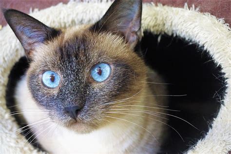 Ripley Rescue Siamese And Stray Cats