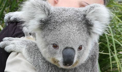 Koala Joey Imogen Still Cute One Year After Taking The World By Storm