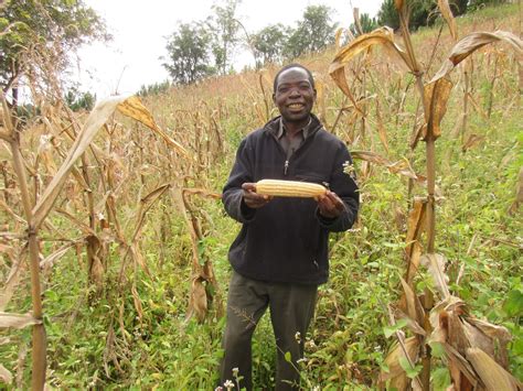 Malawi Visits 2013 16 Maize Harvest