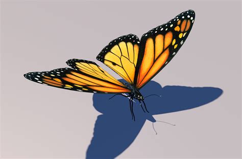 Monarch Butterfly Animation 3d Model