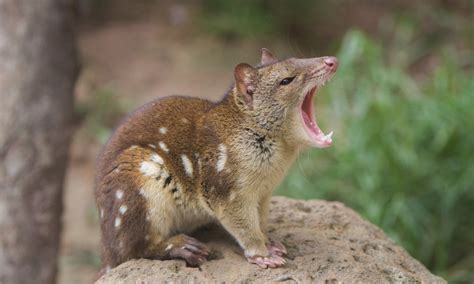 The Australian Quoll Is A Carnivorous Marsupial